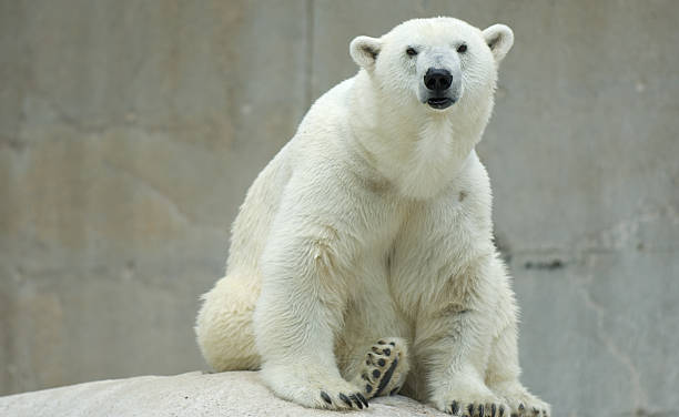 orso polare - activity animal sitting bear foto e immagini stock
