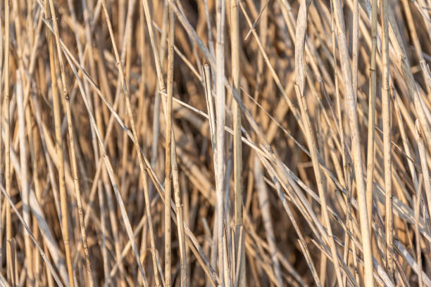 istock Dry brown plants on a light background. Beautiful landscape for a postcard or poster. Drought concept. 1476632141