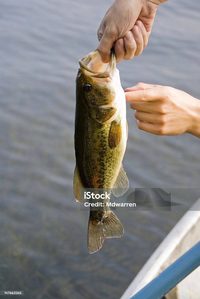 Achigan à grande bouche pêchés - Photo de Achigan à grande bouche libre de droits