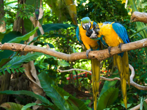 Alegre par de Macaws photo