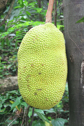 Jackfruit an exotic fruit from the mulberry family