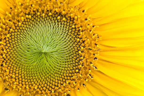 istock Closeup of sunflower 147663659