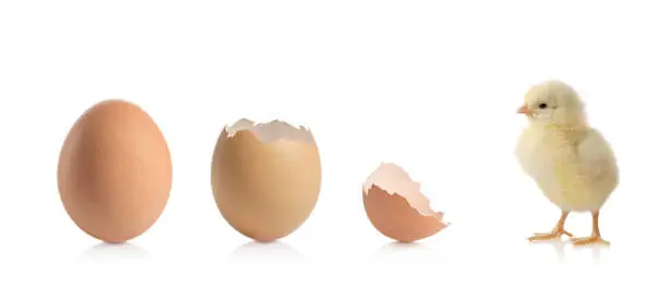 A view of a three animal eggs and a baby chicken