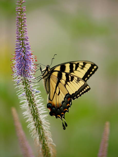 Perching Butterfly stock photo