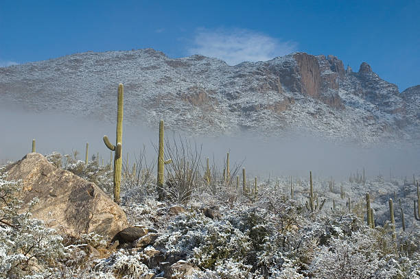 istock Winter Landscape in Tucson, Arizona 147663786