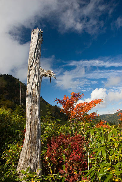 dead tree stock photo