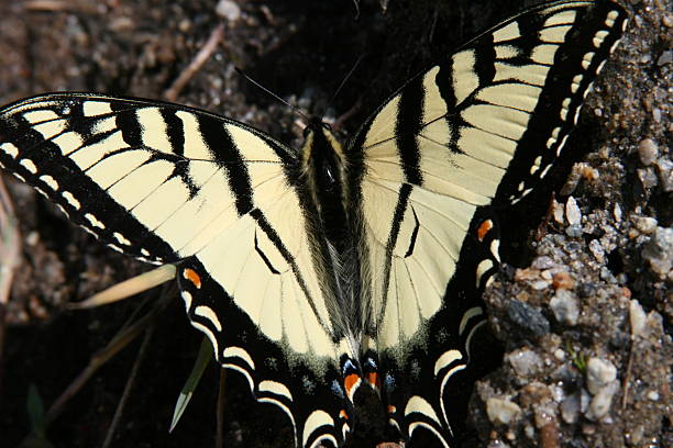 Open Wings stock photo