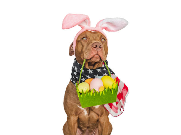 istock Lovable, pretty puppy and a basket of Easter eggs 1476642749