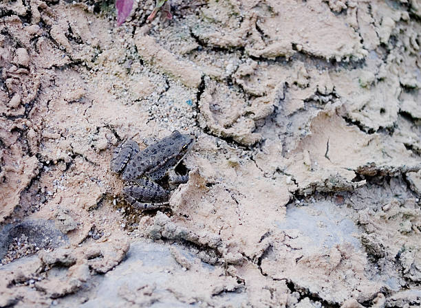 A frog is resting on a dry riverbank near the lagoon at the mouth of Veleka river, Bulgaria. 
