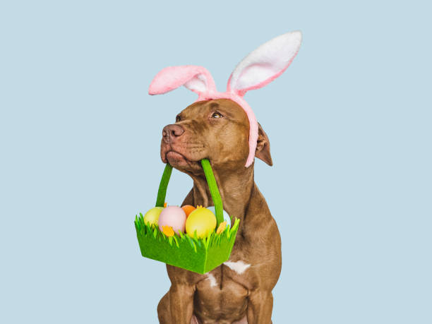 Lovable, pretty puppy and a basket of Easter eggs Lovable, pretty puppy and a basket of Easter eggs. Closeup, studio shot, indoor. Day light. Congratulations for family, loved ones, relatives, friends and colleagues. Pet care concept breed eggs stock pictures, royalty-free photos & images