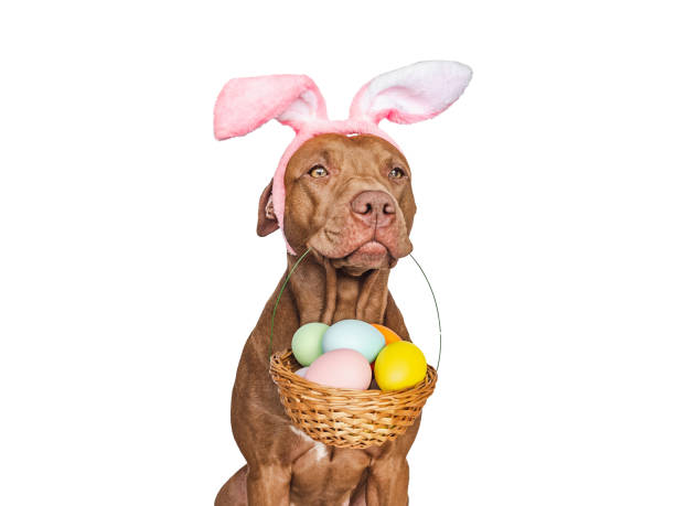 istock Lovable, pretty puppy and a basket of Easter eggs 1476644626