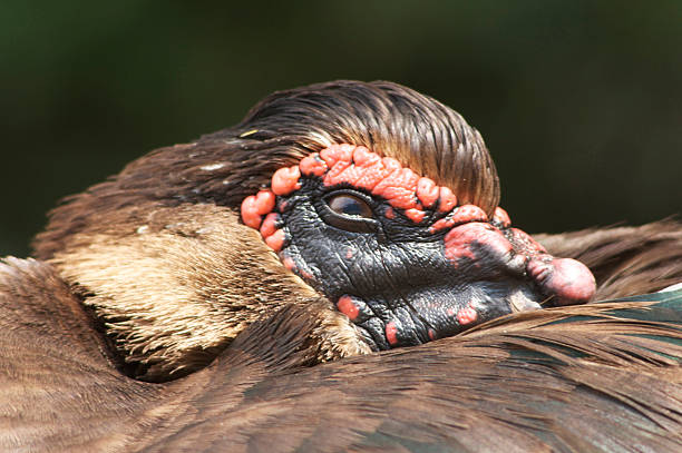 istock Head of a Brown Sea Goose 147664499