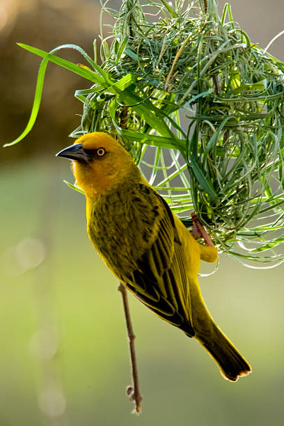 African Weaver Bird stock photo