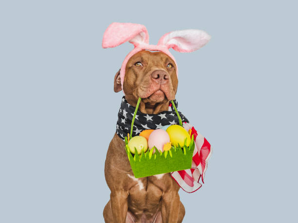 istock Lovable, pretty puppy and a basket of Easter eggs 1476645186
