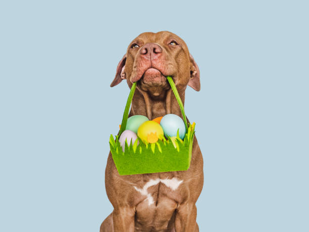 istock Cute puppy and a basket of Easter eggs 1476645228