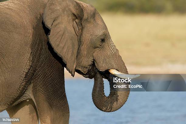 Elefante Africano Foto de stock y más banco de imágenes de Agua - Agua, Aire libre, Animal