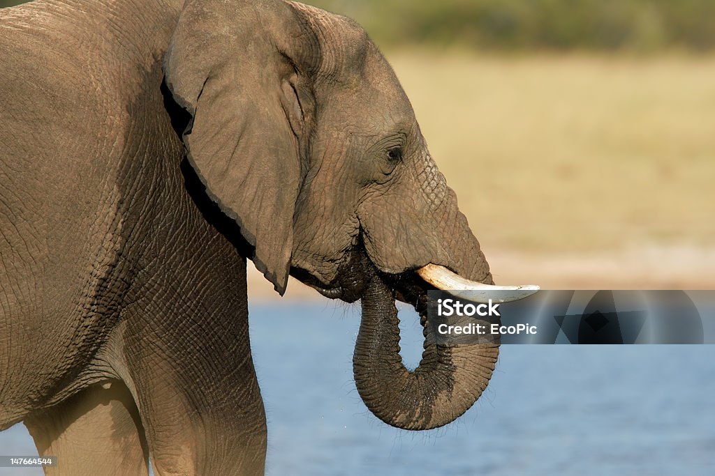 éléphant d’afrique - Photo de Afrique libre de droits