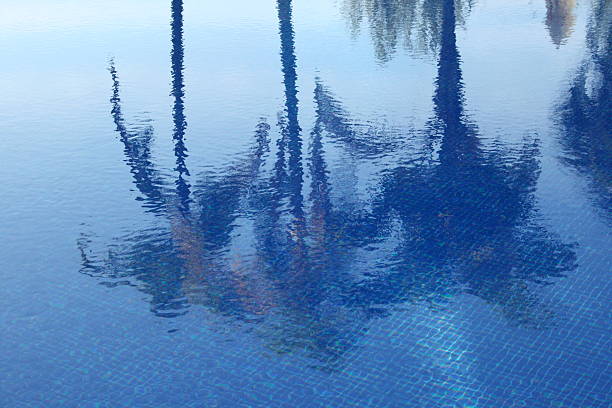 istock reflection of palm trees in the pool 147664594