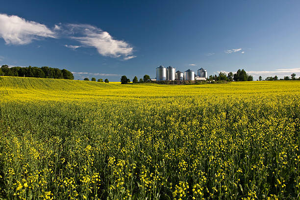 Biofuel Canola field with farm structures on a background highlighted by a sunset biofuel photos stock pictures, royalty-free photos & images