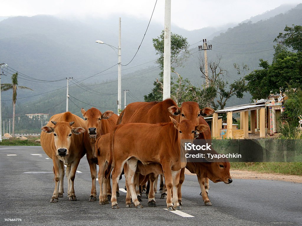 Vacas - Foto de stock de Agricultura royalty-free