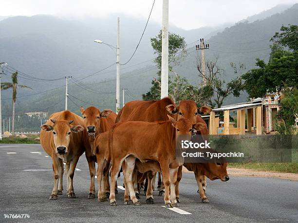 Foto de Vacas e mais fotos de stock de Agricultura - Agricultura, Ajardinado, Alimentar
