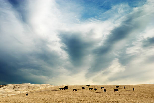 niebo i krowy - montana cow meadow wheat zdjęcia i obrazy z banku zdjęć