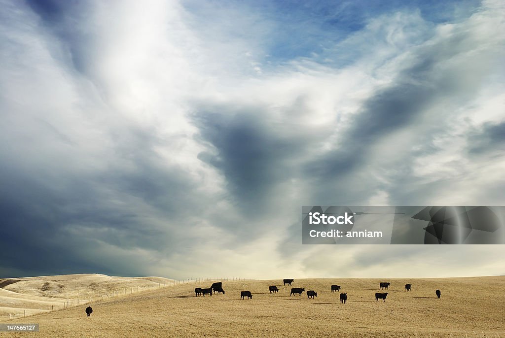 Céu e vacas - Royalty-free Montana Foto de stock