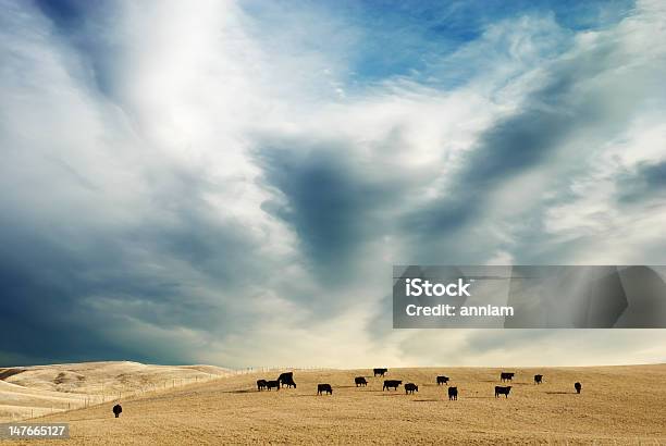 Céu E Vacas - Fotografias de stock e mais imagens de Montana - Montana, Gado - Mamífero ungulado, Gado doméstico