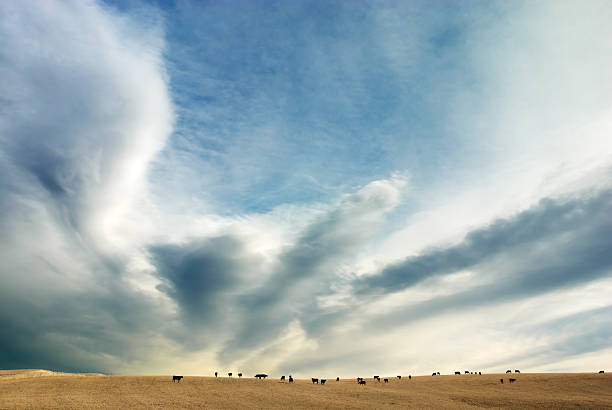소 먹이기 아래 성큰 스카이 - montana cow meadow wheat 뉴스 사진 이미지