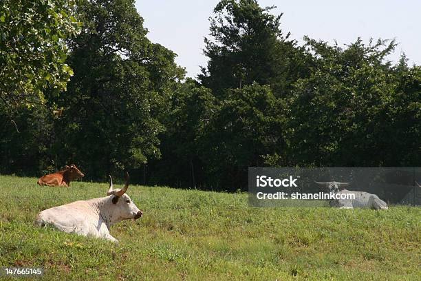 オクラホマ Longhorns - ウシのストックフォトや画像を多数ご用意 - ウシ, オオツノウシ, オクラホマ州