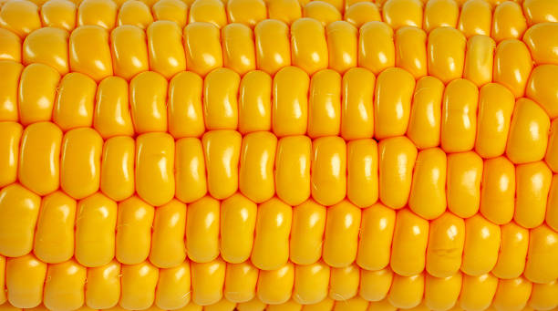istock Detail of corn 147665169