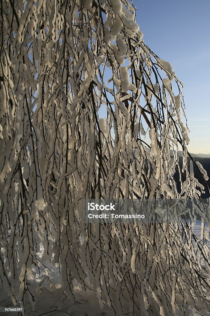 Winter branch Snow-covered branch in Beskydy mountains, Czech Republic. Beauty In Nature Stock Photo