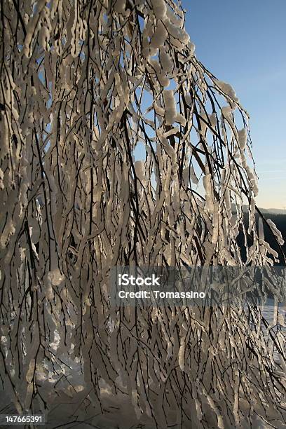 Winter Branch Stock Photo - Download Image Now - Beauty In Nature, Blue, Branch - Plant Part
