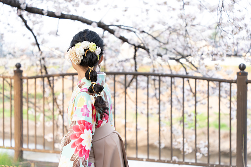 girl looking at cherry blossoms in a hakama at an elementary school graduation ceremony