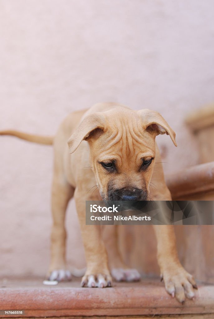 young dog on stairs young dog lAuft down stairs Animal Stock Photo