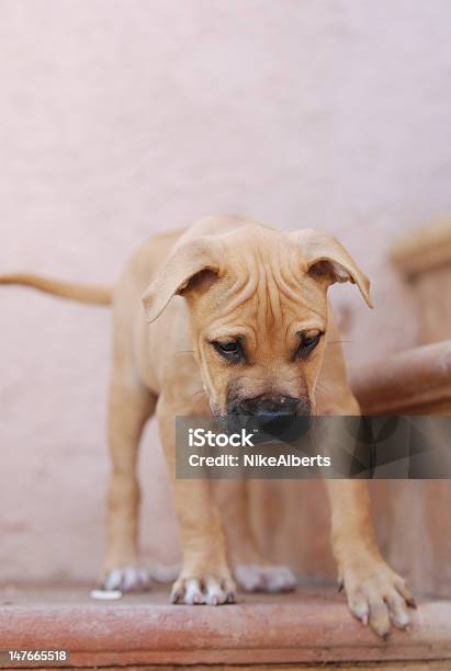 Young Dog On Stairs Stock Photo - Download Image Now - Animal, Animal Body Part, Animal Head