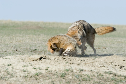Coyote and badger clash in North Dakota Badlands