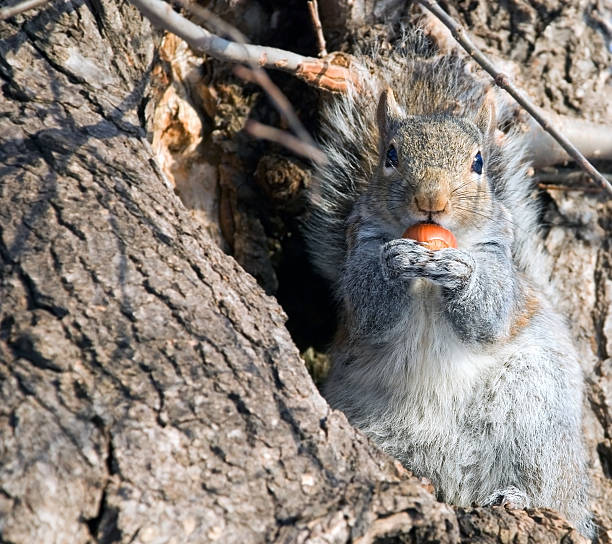 squirrel on a tree is going to have dinner stock photo