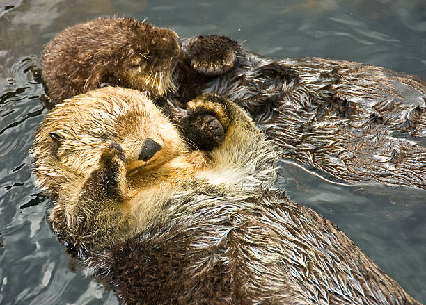 Two adorable otter friends on their backs in the sea stock photo