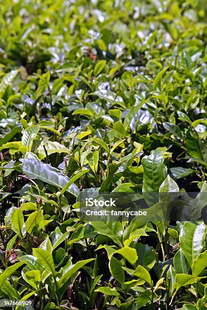 Hojas De Té Foto de stock y más banco de imágenes de Agricultura - Agricultura, Camellia sinensis, Comida sana