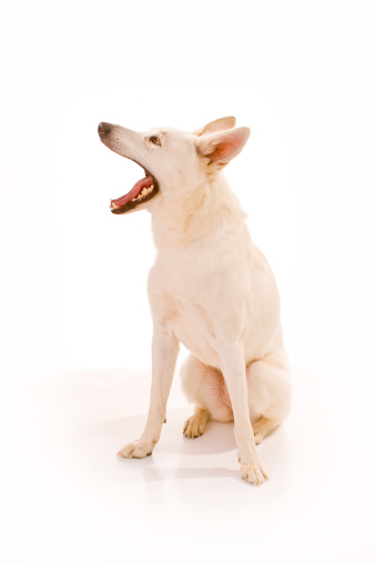 White dog with mouth open exposing teeth and tongue.