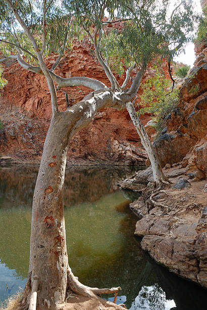elery bighole-west macdonald intervalli - alice springs billabong eucalyptus tree australia foto e immagini stock