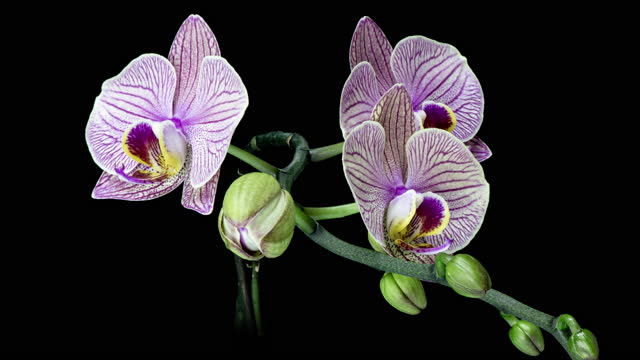Time-lapse of opening dark purple Phalaenopsis orchid isolated on black background