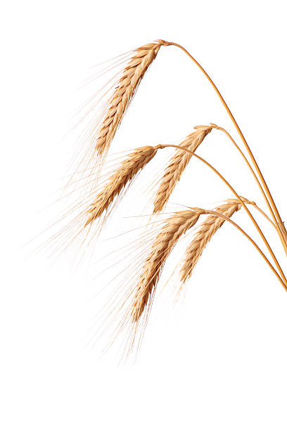 istock Three blades of wheat 147666278