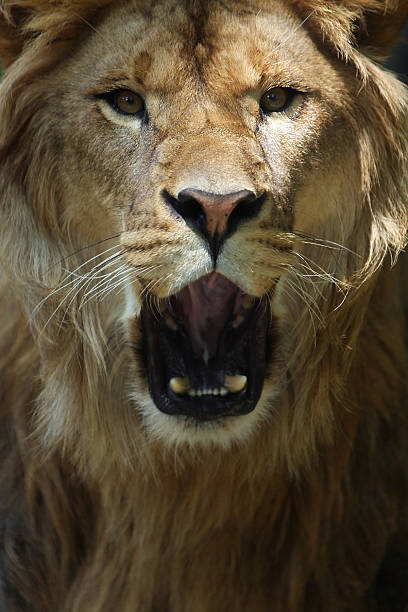 istock Call Of The Wild 147666306