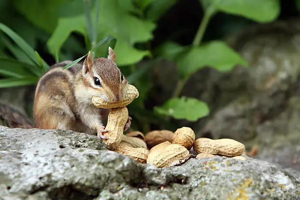 Greedy Chipmunk hoarding peanuts.