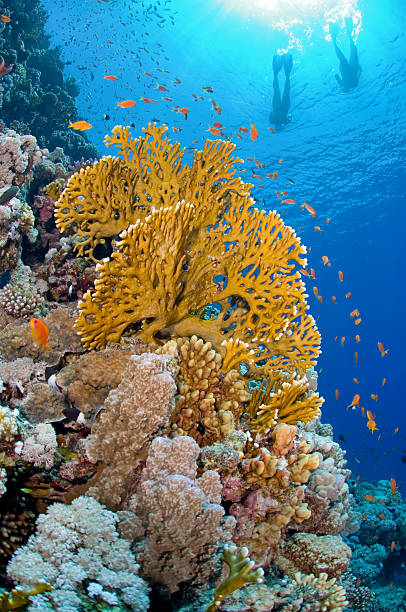istock Snorkeling couple 147666349