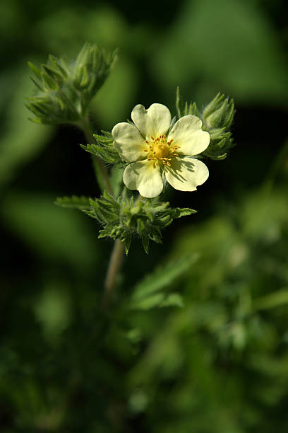 Cinquefoil - foto de stock