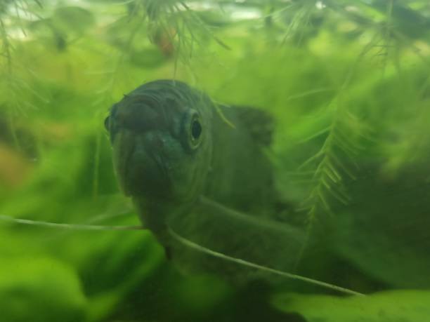 istock Three spot gourami in aquarium with natural seaweed 1476665031