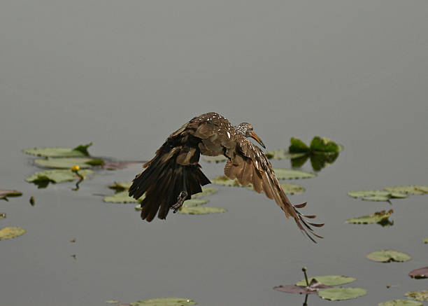 Limpkin flying over lily pads stock photo